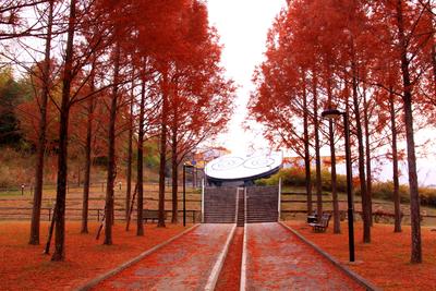 へそ公園紅葉.JPG