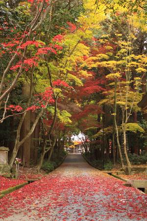 西林寺紅葉.JPG
