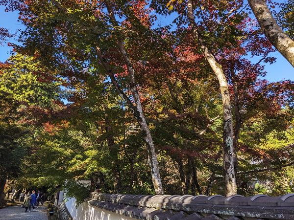 西林寺　紅葉②.jpg
