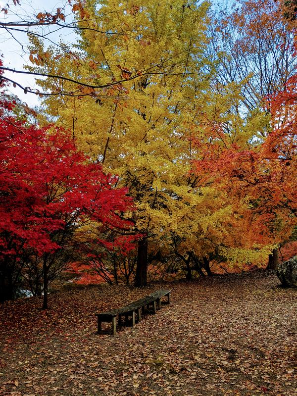 3日荘厳寺.jpg