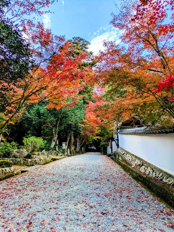 11月17日西林寺①.jpg