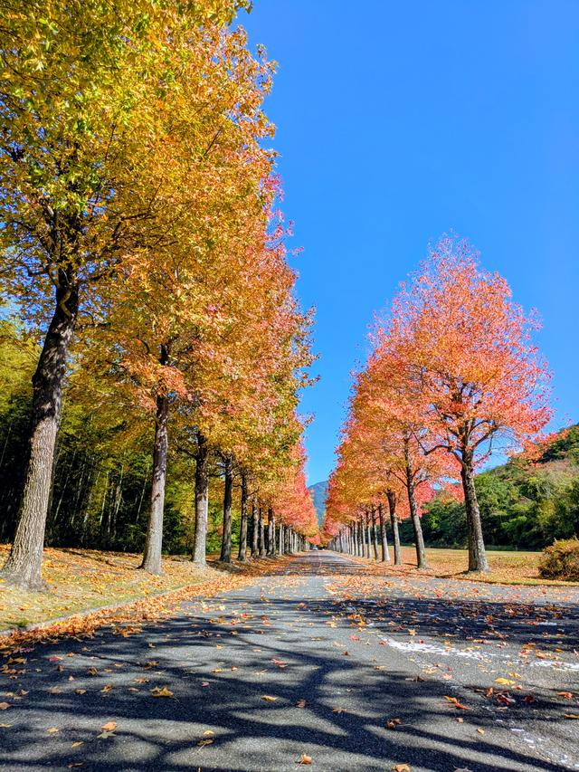 【西脇市内の紅葉状況】