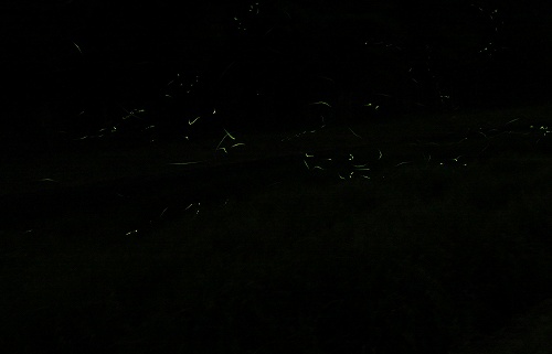1506hotaru08.jpg