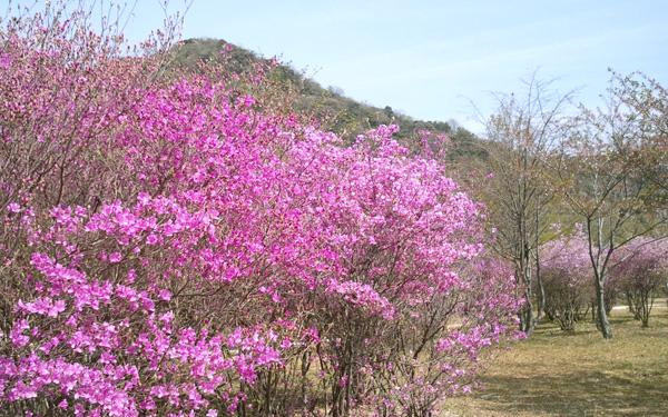 西脇公園のコバノミツバツツジ