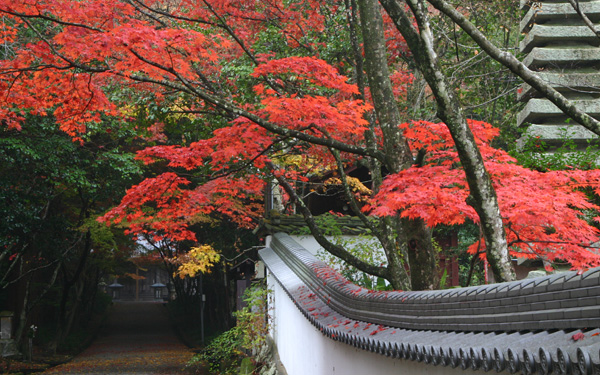 西林寺の紅葉