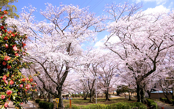 西脇公園のサクラ