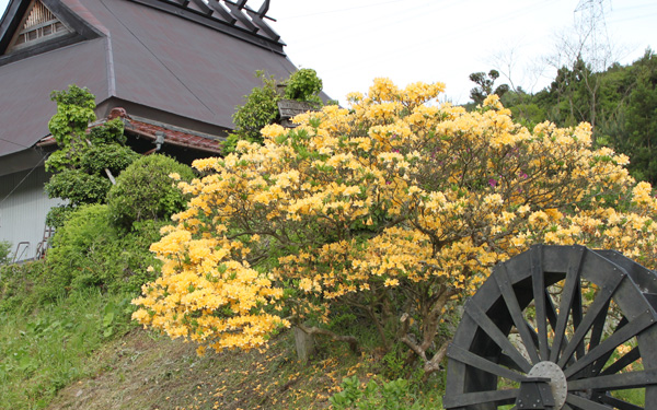 住吉水車村のツツジ