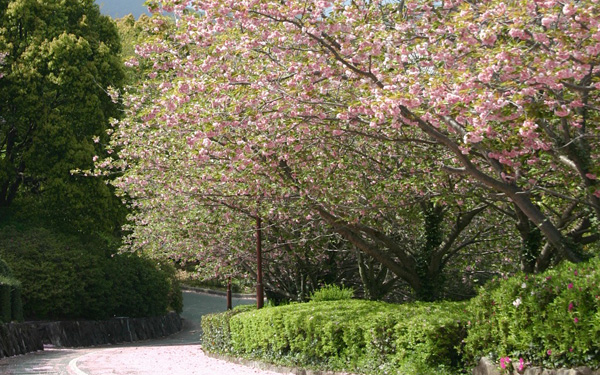 童子山公園のヤエザクラ