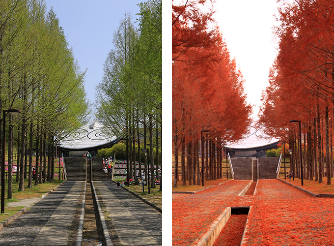 日本へそ公園の「メタセコイアの並木道」