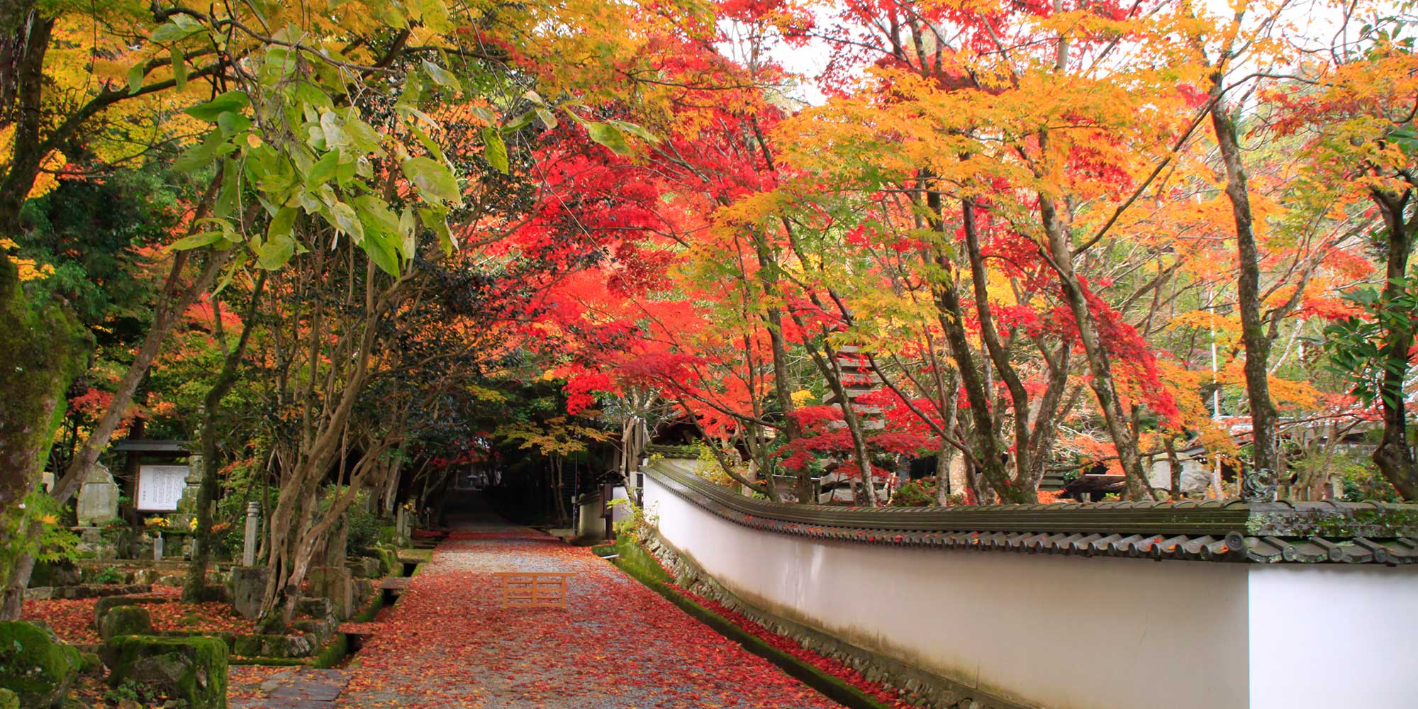 珍しい唐子ツバキ・あじさい園・紅葉　西林寺