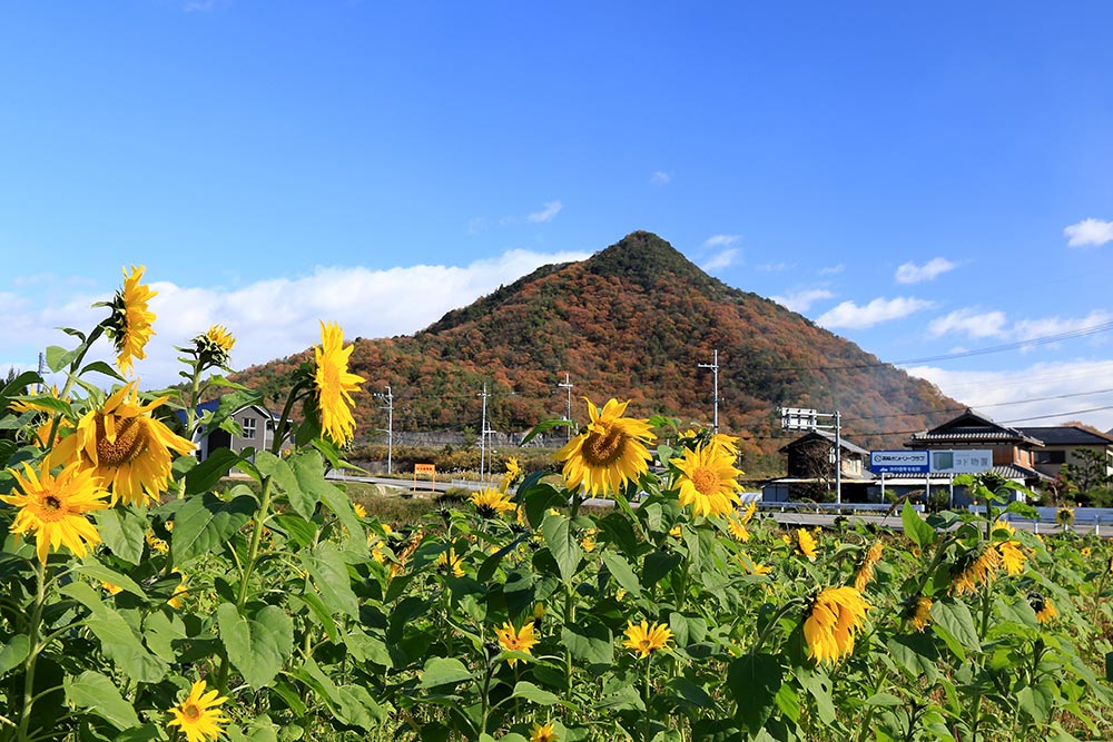 ひまわり畑から見た比延山