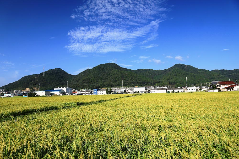 西林寺山の全体像